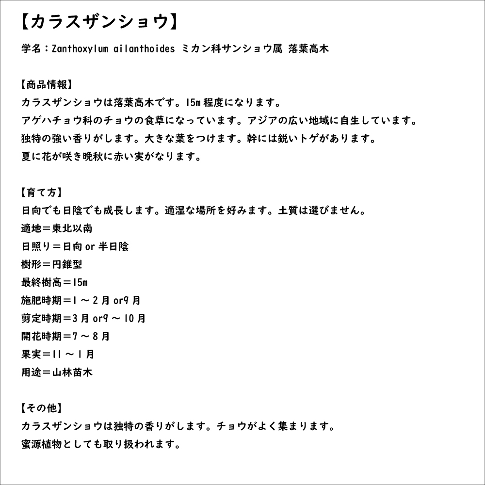カラスザンショウ 1.5m 露地 苗木_画像8