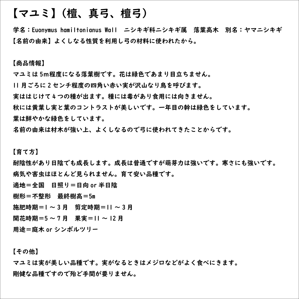 マユミ 2.5m 露地 2本 苗木_画像8