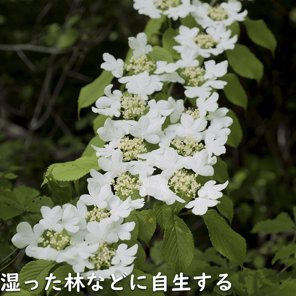 ヤブデマリ 1.5m 露地 苗木_画像10