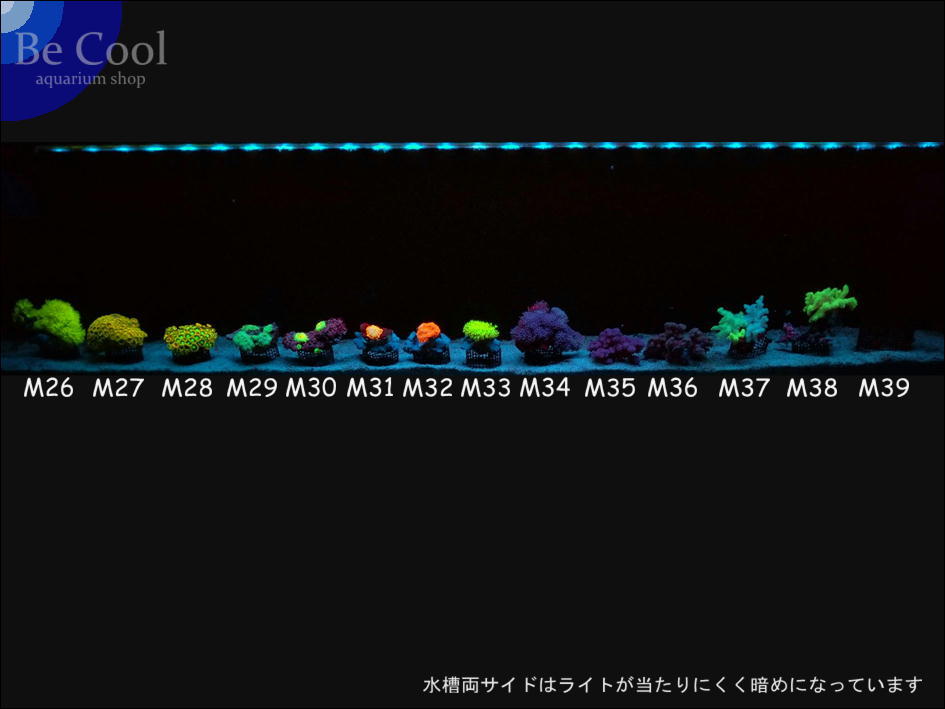 M２９ディスクコーラル（６ｃｍ前後）_画像5