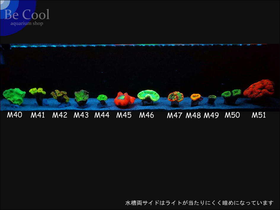 M４３ウミバラ（７ｃｍ前後）_画像5