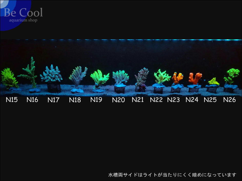 N１５ミドリイシsp（１０ｃｍ前後）_画像6