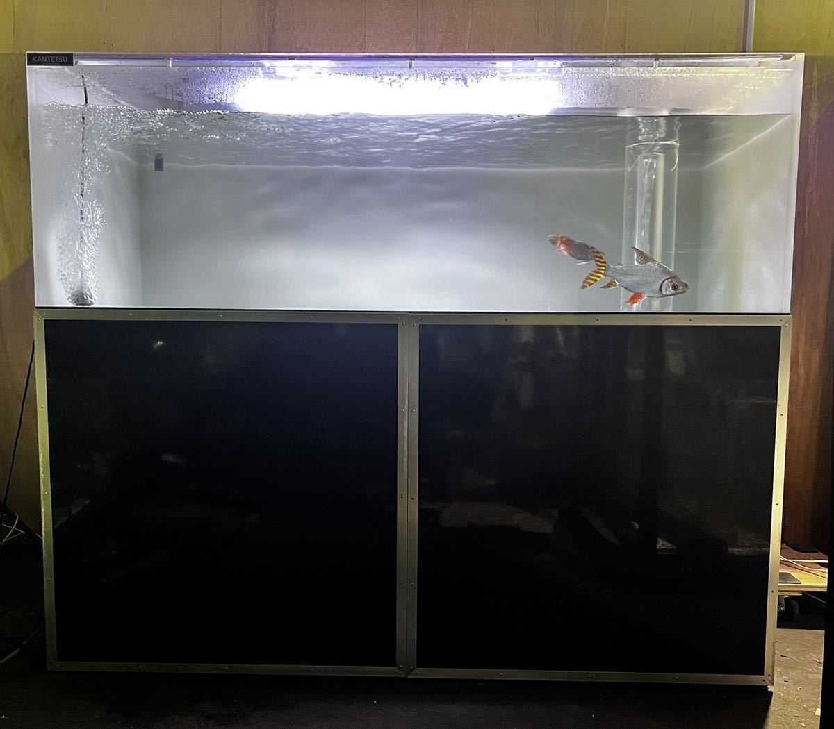 Yahoo!オークション - 【水槽専門店ワイ・エス・エス】 カンテツ Yahoo!オークション - 【水槽専門店ワイ・エス・エス】 カンテツ