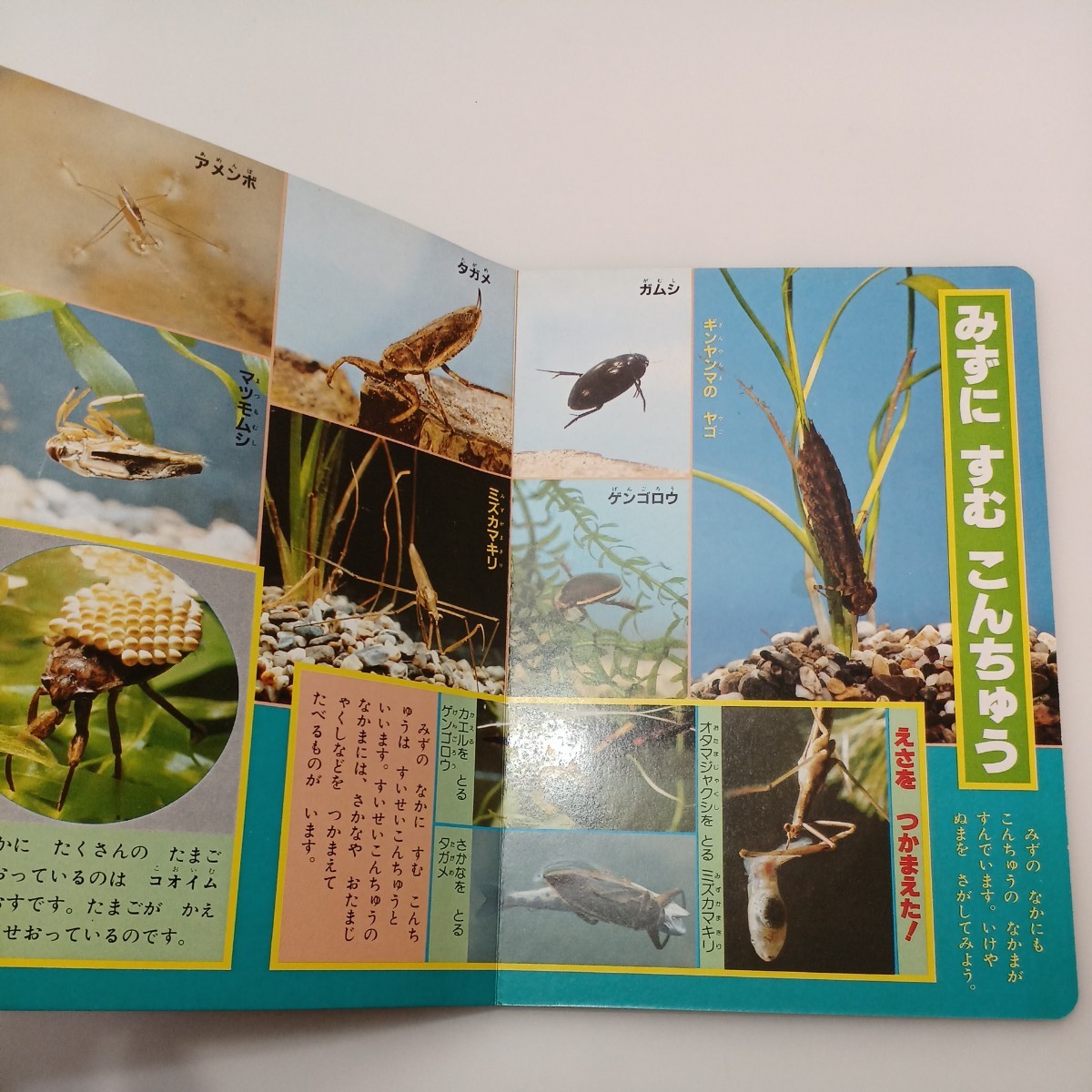 zaa-542♪はじめてのずかん25 　みずのいきもの　3～5歳 塩野米松 【編】 ひかりのくに　発行年不明