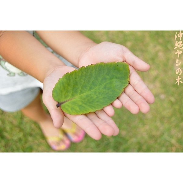 セイロンベンケイソウ 　送料無料（ハカラメ・子宝草・マザーリーフ・多肉植物）_画像2