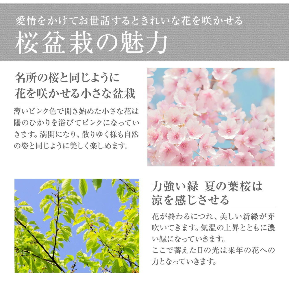  бонсай Sakura довольно большой asahi гора Sakura . шар дракон. ... сырой . пустик и ступка сурибачи дом .. цветок видеть цветок видеть праздник подарок подарок подарок Sakura бонсай .