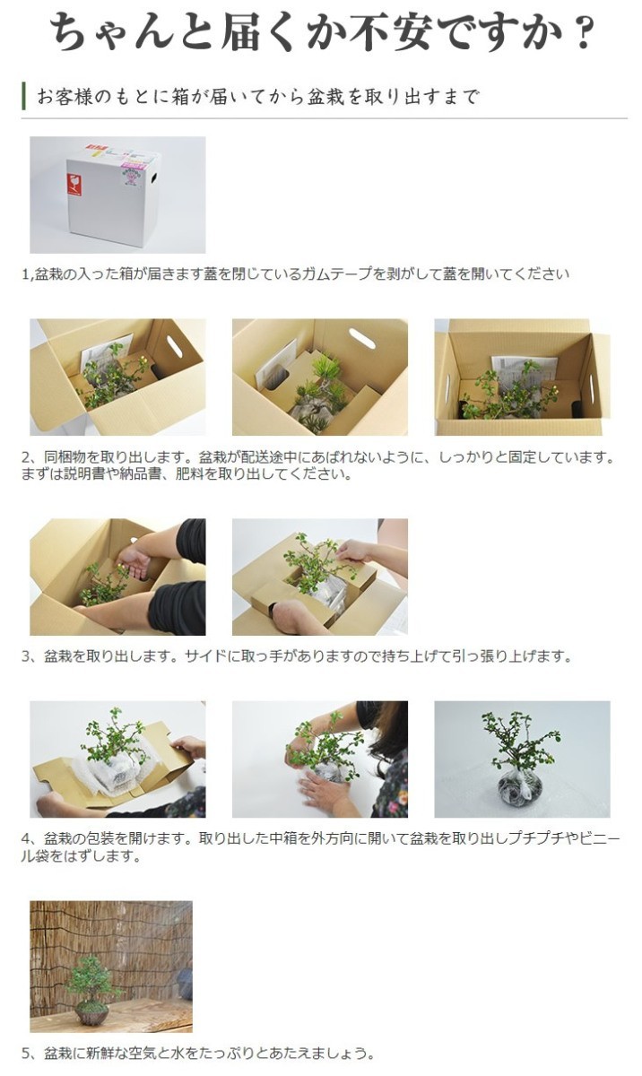 盆栽お試し チビ桜 ミニ盆栽 陶器鉢3号 かわいい おしゃれ 初心者 さくら sakura bonsai ぼんさい 入門 桜盆栽 盆栽桜_画像7