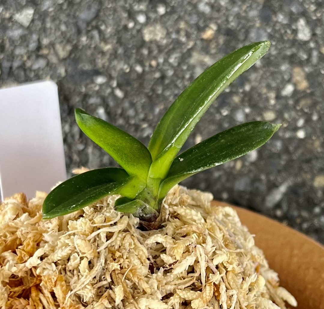 富貴蘭　照葉特殊芸豆葉品種【照国】伝統園芸　東洋蘭　斑入り山野草《富貴蘭を楽しんで》_画像3