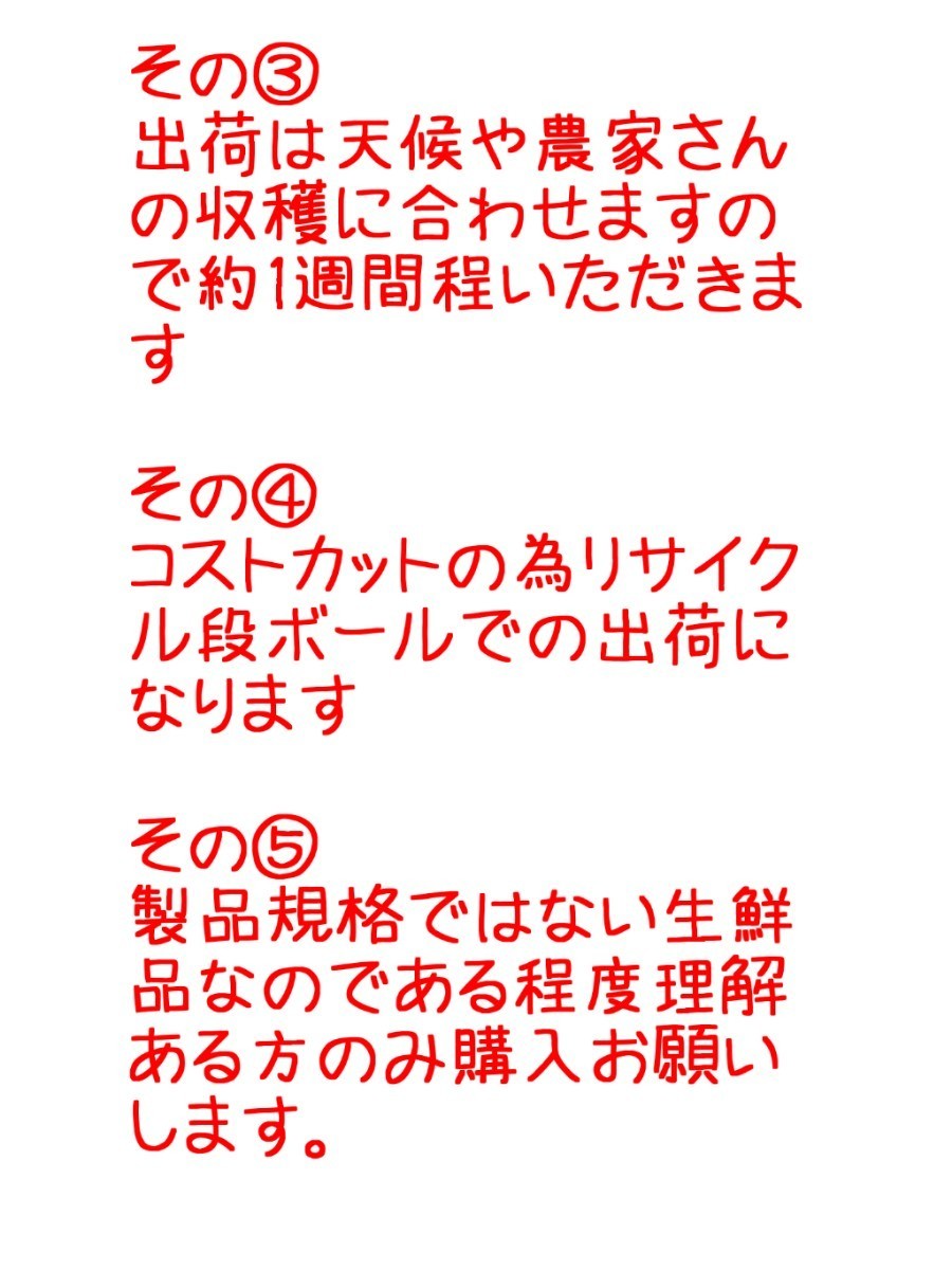 送料込！！愛媛県中島産いよかん家庭用ランダムサイズMix11㎏+保証量300g(箱込13㎏)伊予柑産地直送③_画像7