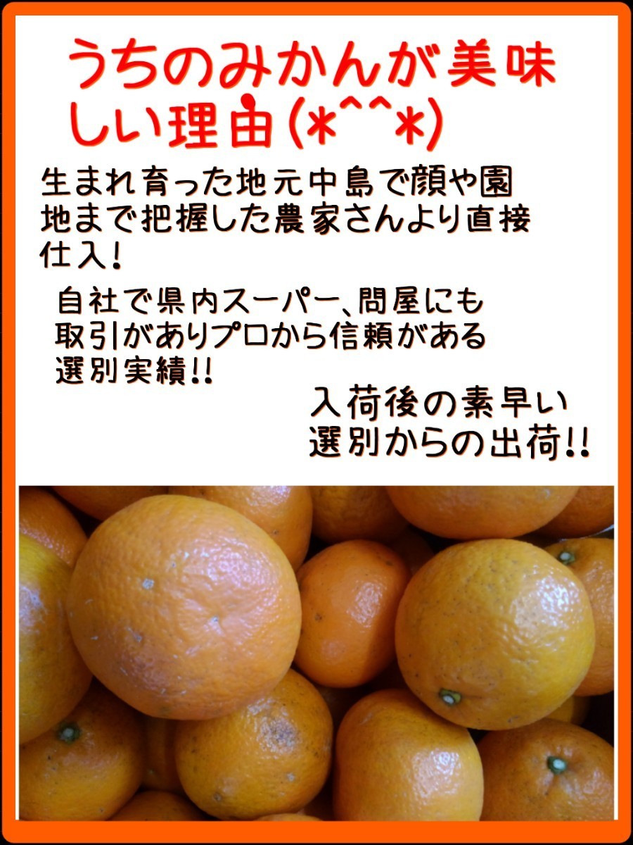 送料込！！愛媛県中島産いよかん家庭用ランダムサイズMix11㎏+保証量300g(箱込13㎏)伊予柑産地直送③_画像3