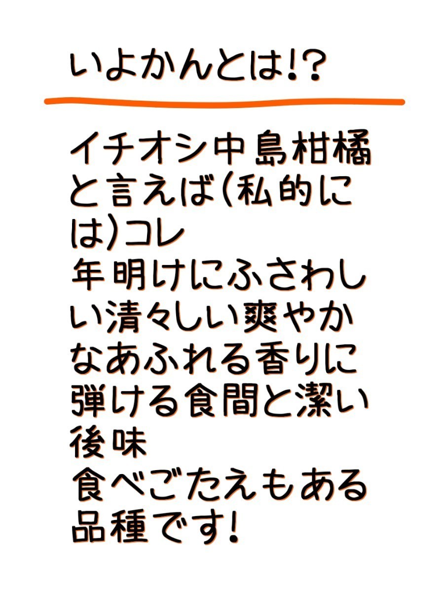 送料込！！愛媛県中島産いよかん家庭用極小2S箱込15㎏伊予柑産地直送②_画像6