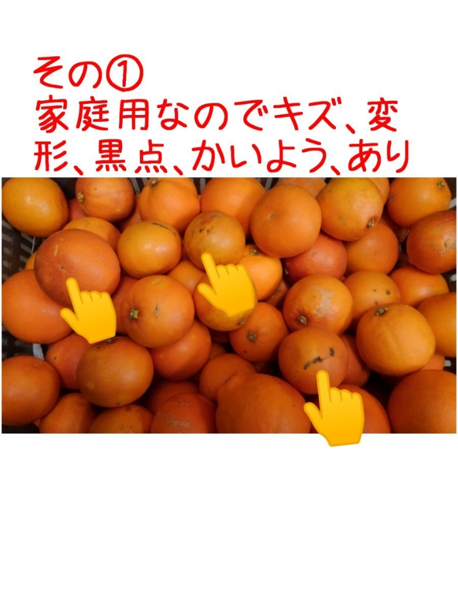 送料込！！愛媛県中島産いよかん家庭用極小2S箱込15㎏伊予柑産地直送④_画像8