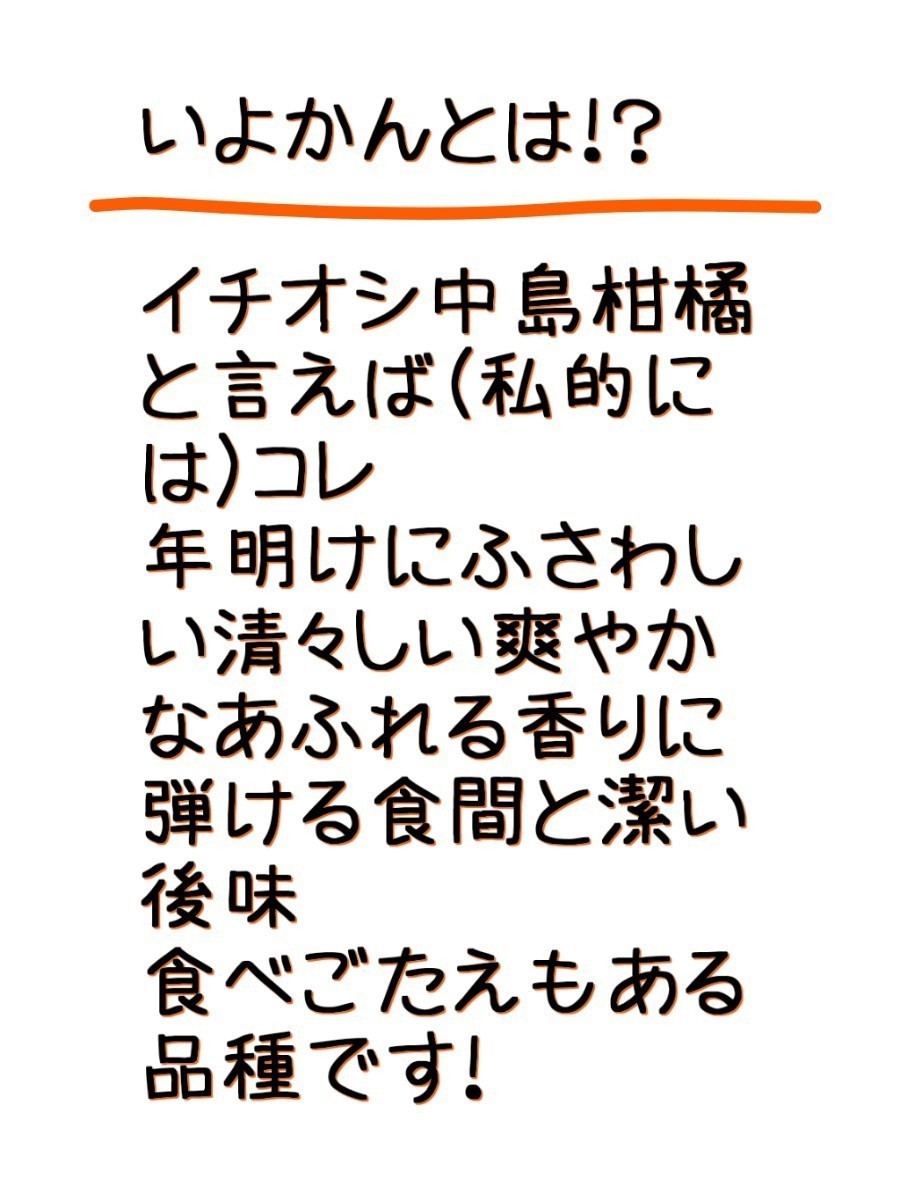 中島郵便局より発送！！愛媛県中島産いよかん家庭用ランダムサイズMix13㎏+保証量300g(箱込15㎏)伊予柑産地直送②_画像3