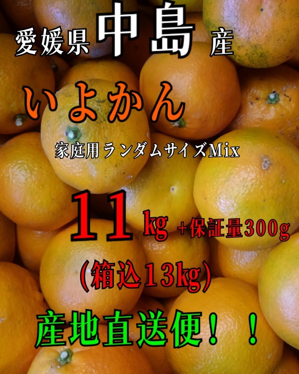 送料込！！愛媛県中島産いよかん家庭用ランダムサイズMix11㎏+保証量300g(箱込13㎏)伊予柑産地直送②_画像1