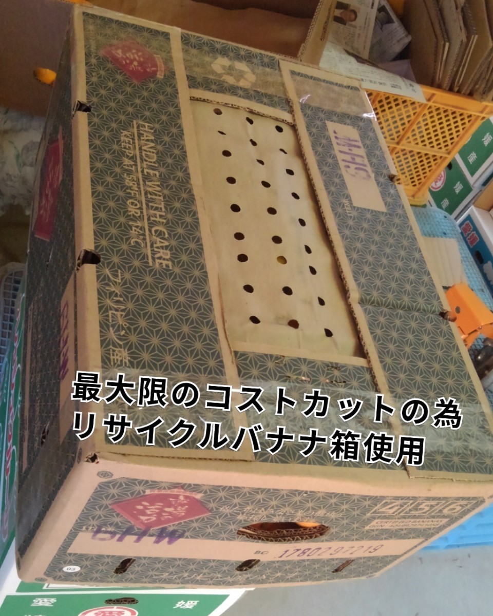 送料込！！愛媛県中島産いよかん家庭用極小2S箱込15㎏伊予柑産地直送③_画像9