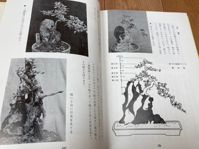  new *. making. all / height .. flat 1977 year / front shide . type ..* bonsai making YAG775