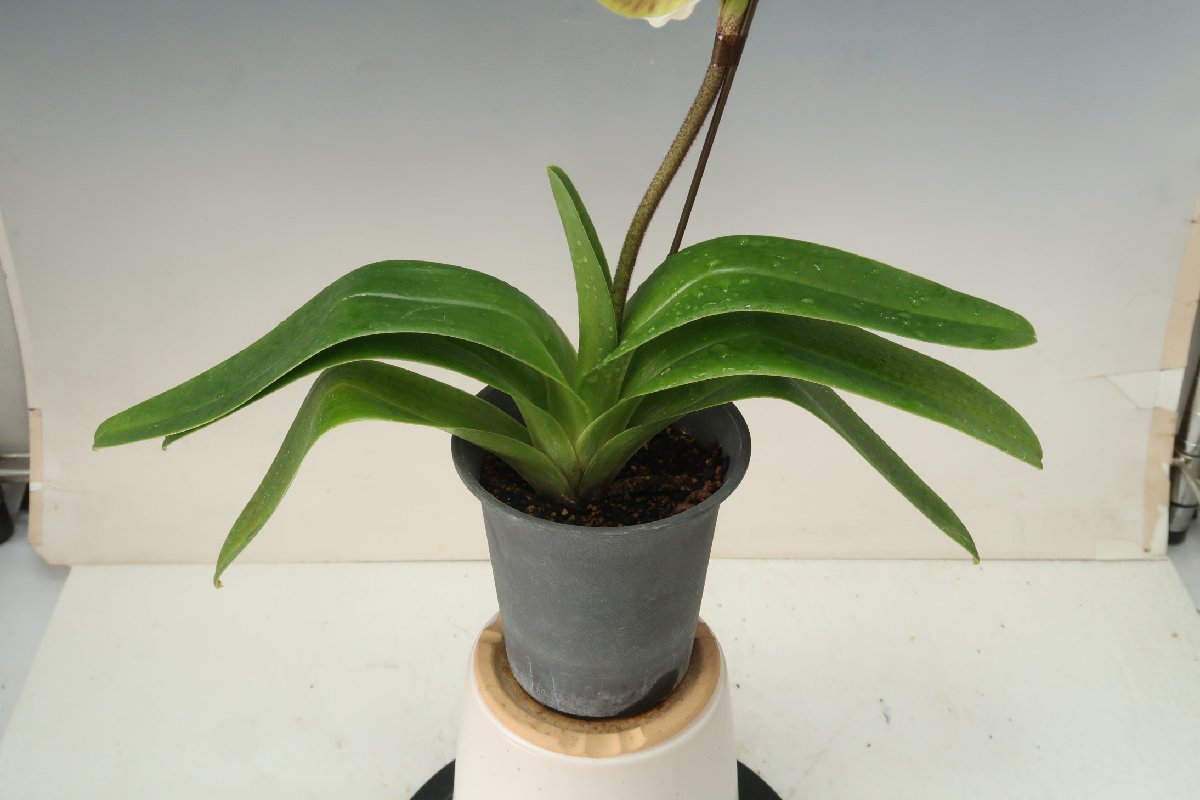 洋蘭　パフィオ TA10661 TB18-62 Paph. (Ruby Freezing 'Mars' x Perfect World 'Jupiter')_画像8