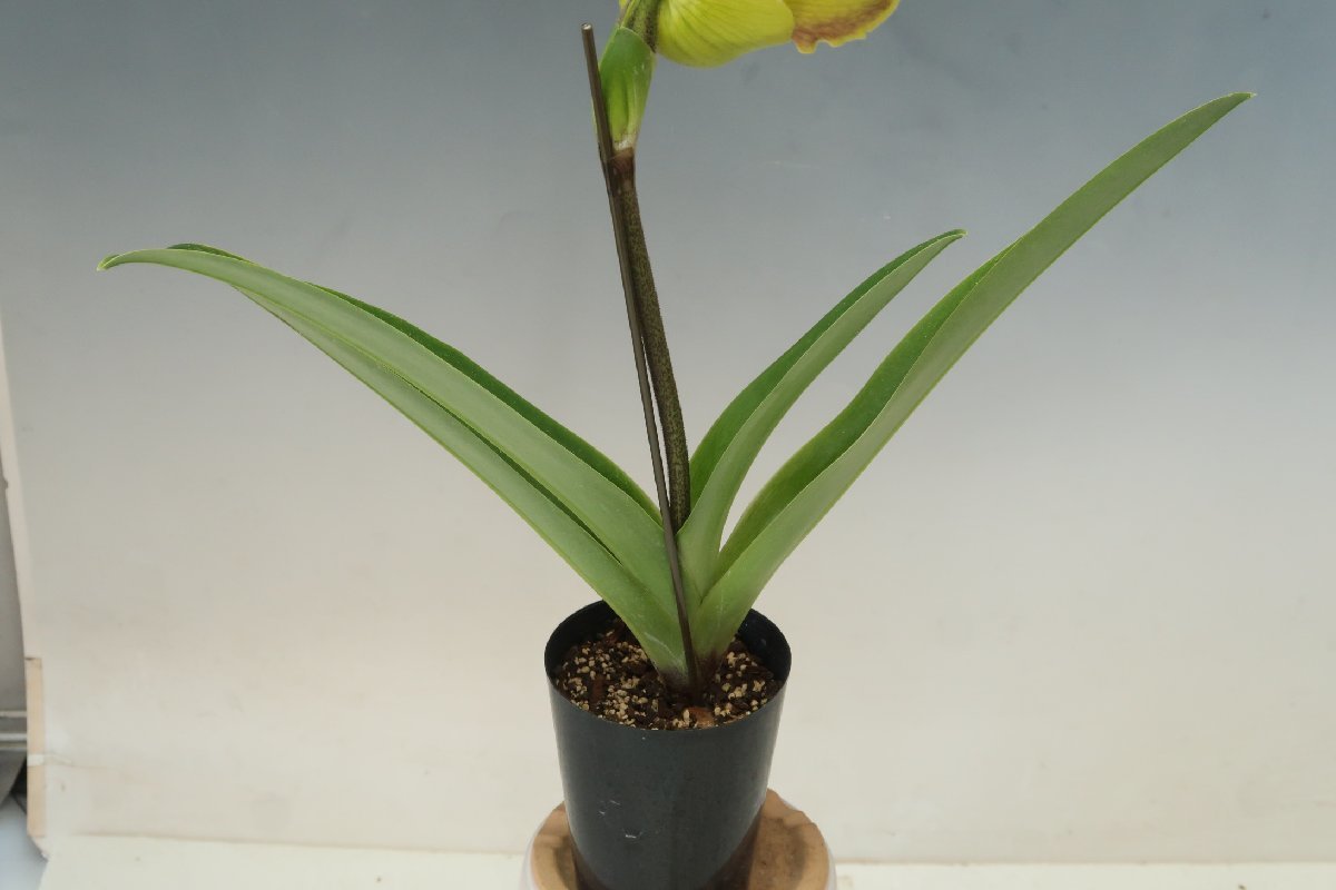 洋蘭　パフィオ TA10738 TB18-07 Paph. (Emerald Spots 'Perfection' x Hagrid's Mark 'Fantastic')_画像9