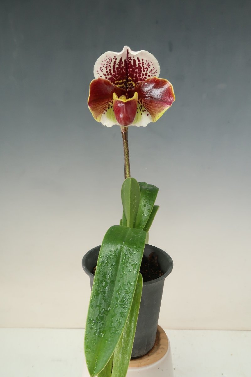 洋蘭　パフィオ TA10661 TB18-62 Paph. (Ruby Freezing 'Mars' x Perfect World 'Jupiter')_画像1