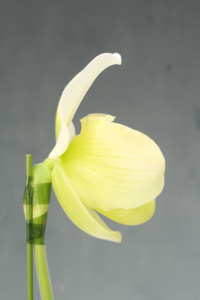 洋蘭　パフィオ TA10688 VS18-16 Paph. Pacific Ice (Emerald Crazy 'Giants' x Ice Castle 'Galaxy')_画像4