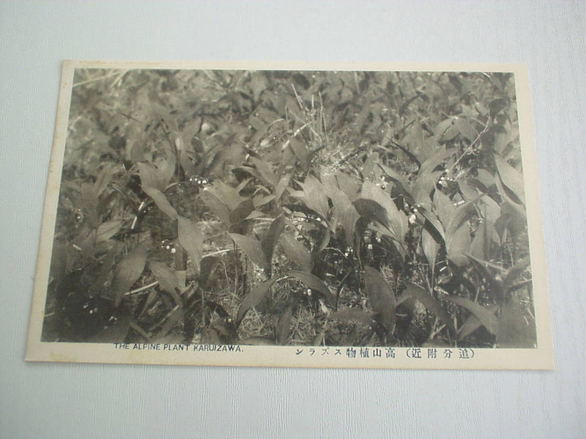 絵葉書1枚 高山植物スズラン (追分付近) 戦前 前島写真館発行_画像1