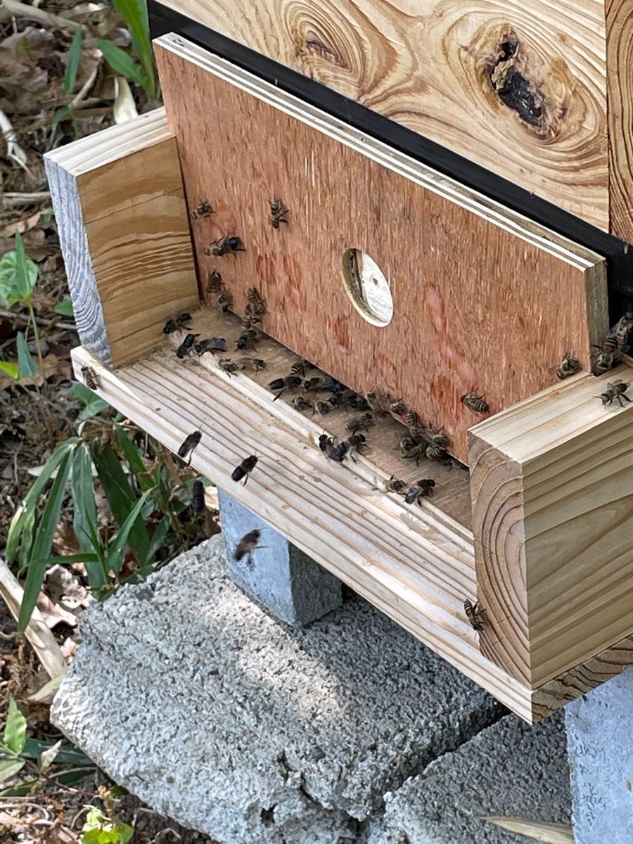 日本蜜蜂重箱式巣箱の継箱三箱！ハニーズハウス用！超訳あり特価！送料無料！