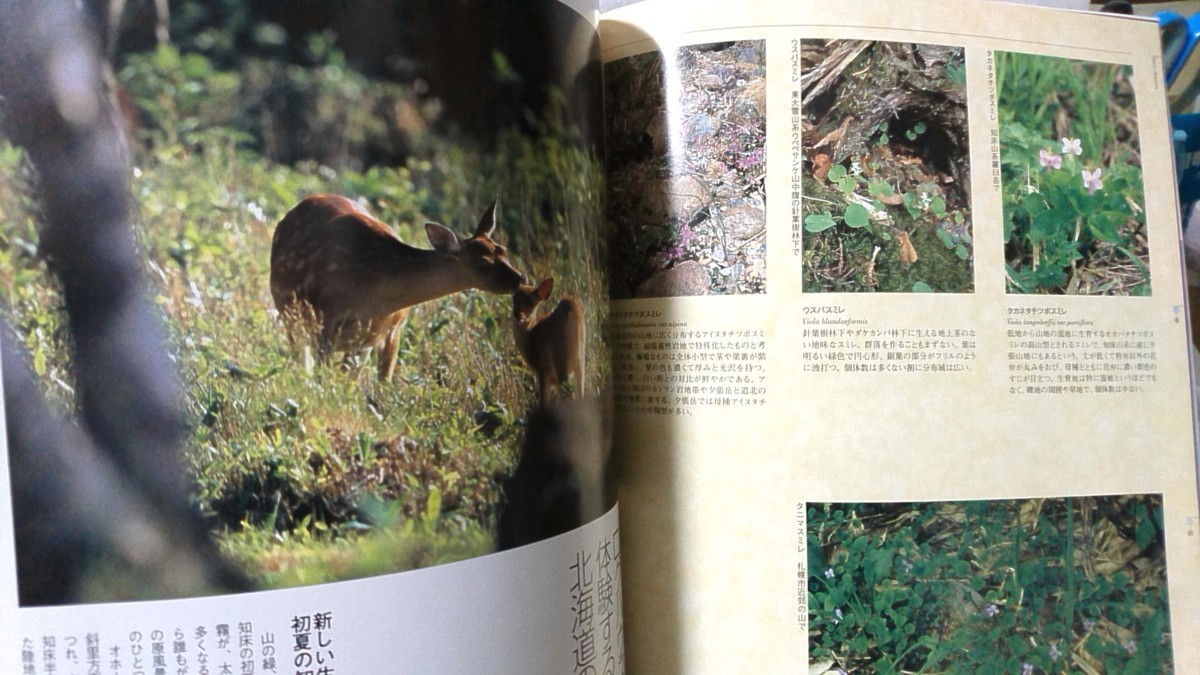 FAURA ファウラ 2004年 夏号★特集 シマアオジ 消えゆく草原のスター ★北海道の自然を知る★中古本【小型本】[626BO_画像6