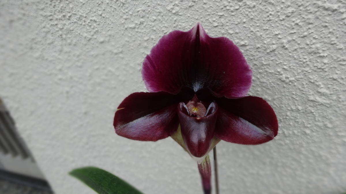 パフィオ　Paph.Mulberry Passion'Yokoe' 開花中_画像4