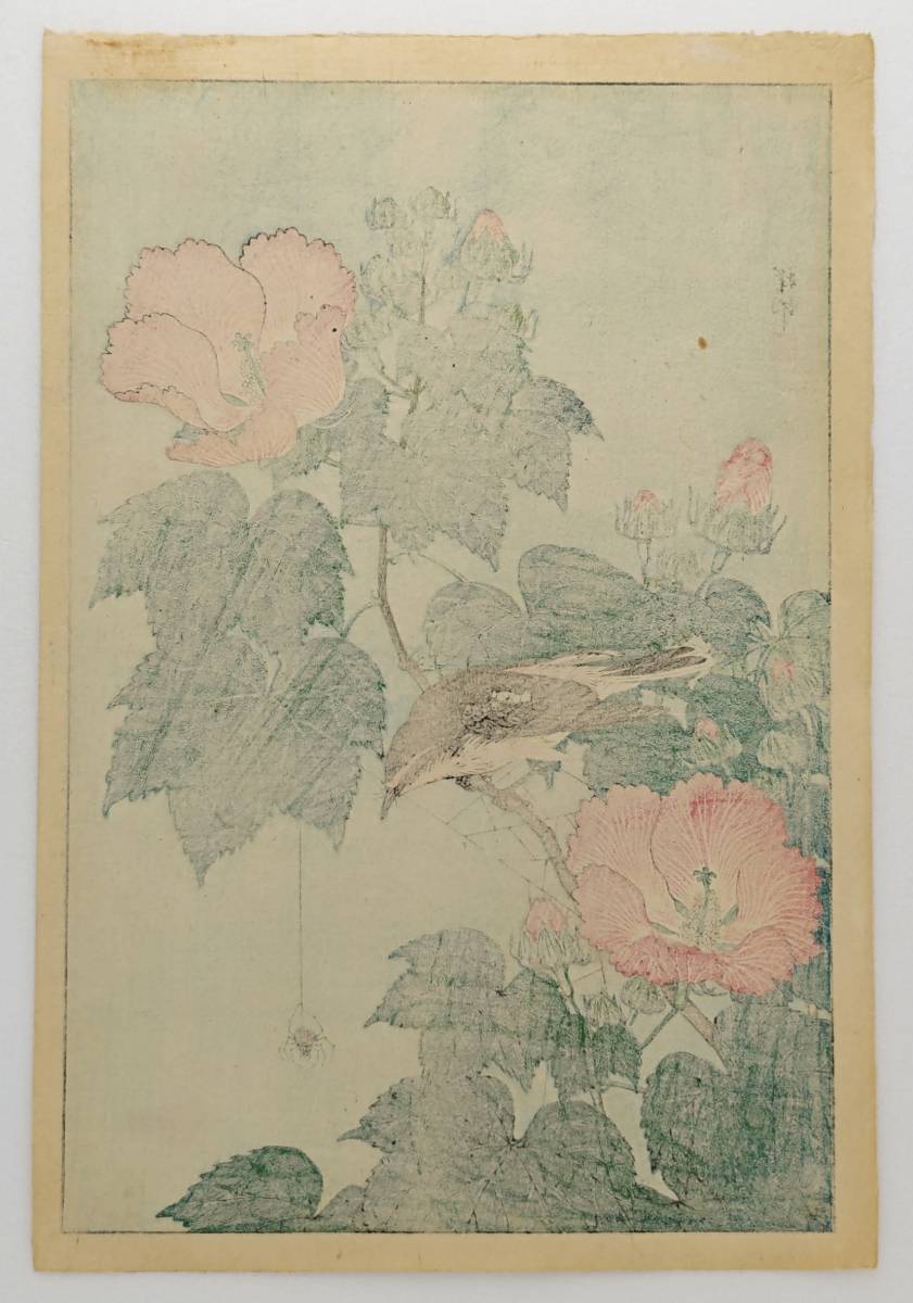 【真作 超希少】小原祥邨（古邨）木版画『芙蓉に黄鶲』渡邊木版 6㎜印★川瀬 巴水 吉田 博 土屋 光逸★新版画 浮世絵 木版画★真作保証_画像8