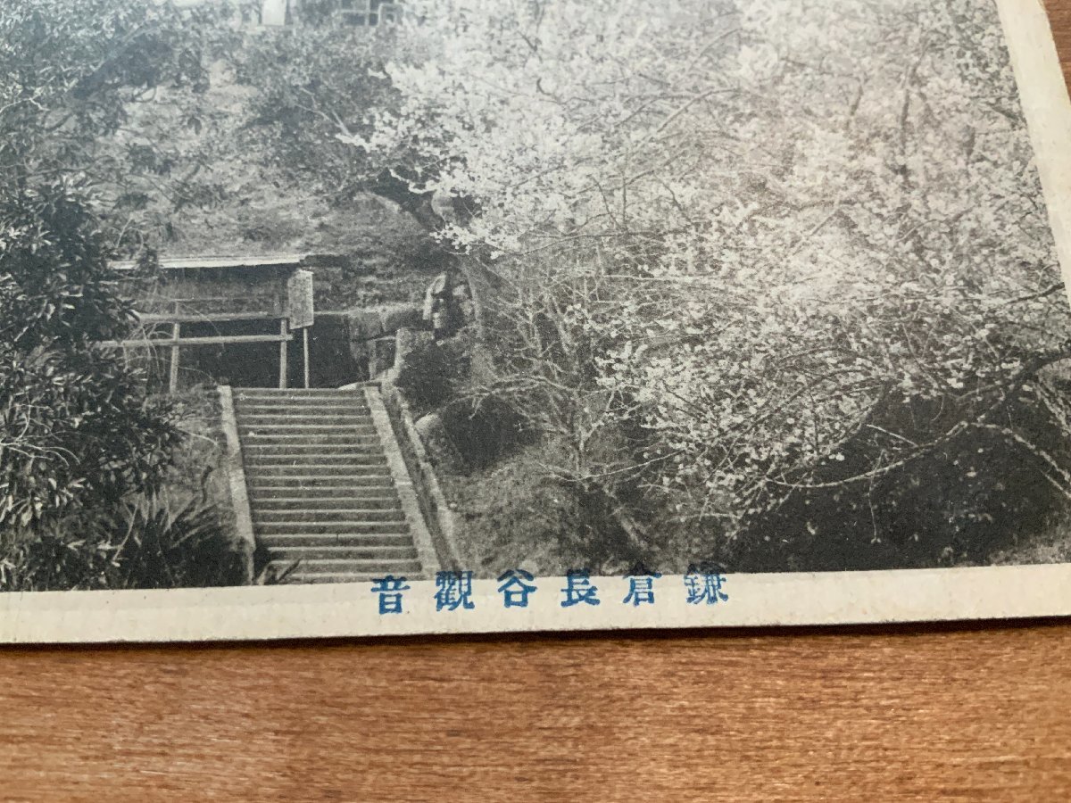 FF-9625 ■送料込■ 神奈川県 鎌倉 長谷観音 桜 花 神社 寺 宗教 寺院 石段 風景 レトロ 建物 絵葉書 古葉書 写真 古写真/くNAら/くJYら_画像2