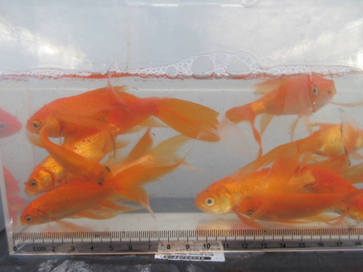 鉄魚・オレンジ 、１０匹、１年生、体長４～５ｃｍ 前後、尾の長い選別_画像2