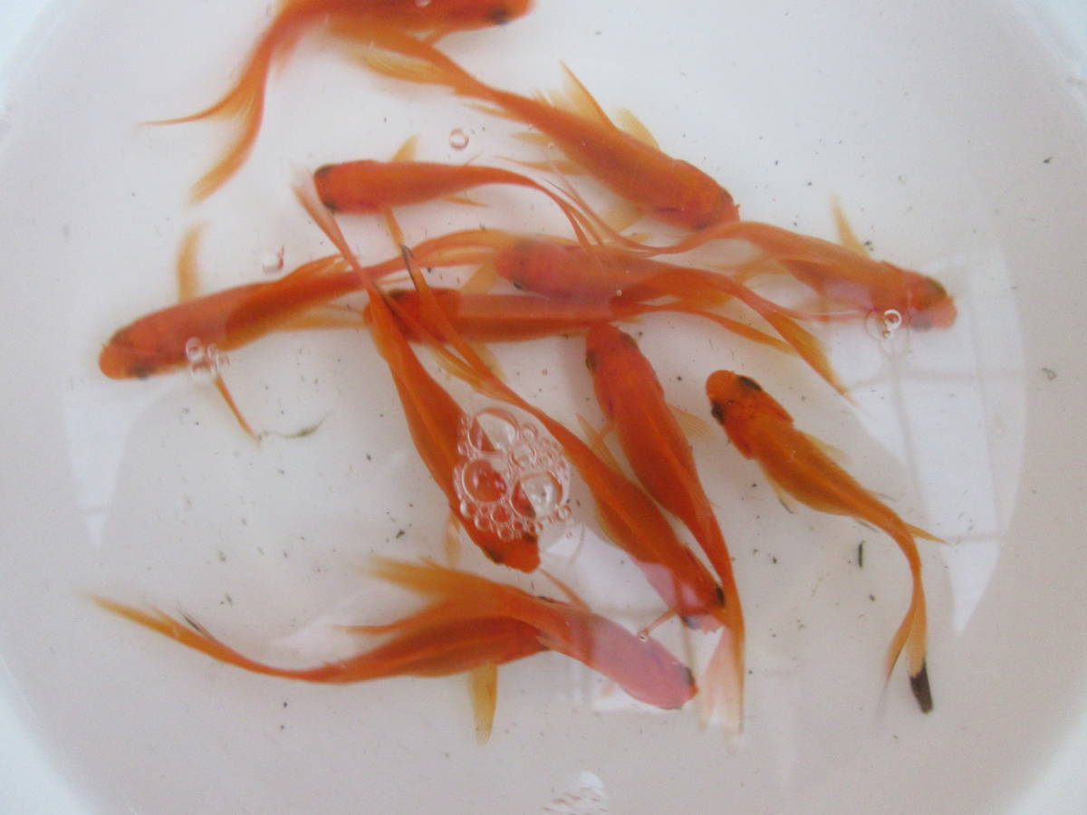 鉄魚・オレンジ 、１０匹、１年生、体長４～５ｃｍ 前後、尾の長い選別_画像6