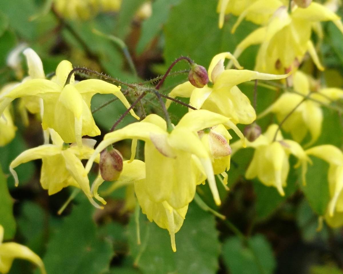 イカリソウ・ファンギー、１株、開花見込み株、ヨーロッパで改良された、鮮やかな黄花、常葉系、裸で送ります_参考