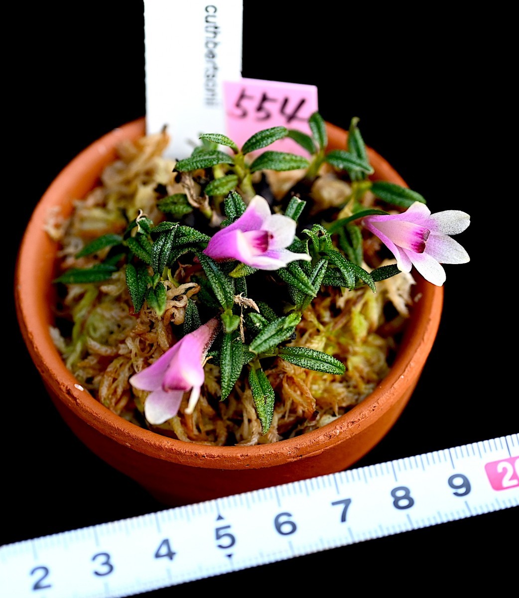 洋蘭原種 (554) もりもりの株です。良個体　ピンク、白系ビカラー タイプ花付き　Den. cuthbertsonii デンドロビューム カスバートソニー_今回出品の株です。
