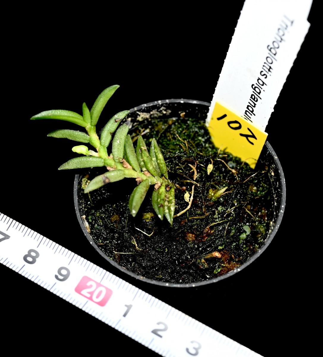 洋蘭原種 (102) 蕾付き　ミニチュアオーキッド Trichoglotiis biglandulosa トリコグロティス　ビグランデュロサ_今回出品の株です。