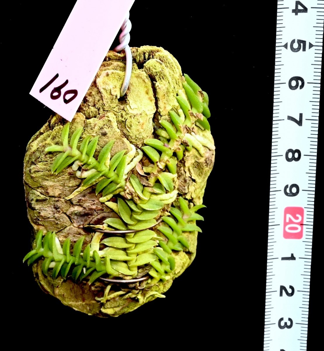 洋蘭原種 (091) 良株　Schoenorchis scolopendria ショエノルキス スコロペンドリア_今回出品の株です。