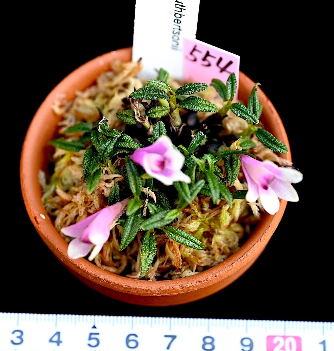 洋蘭原種 (554) もりもりの株です。良個体　ピンク、白系ビカラー タイプ花付き　Den. cuthbertsonii デンドロビューム カスバートソニー_今回出品の株です。