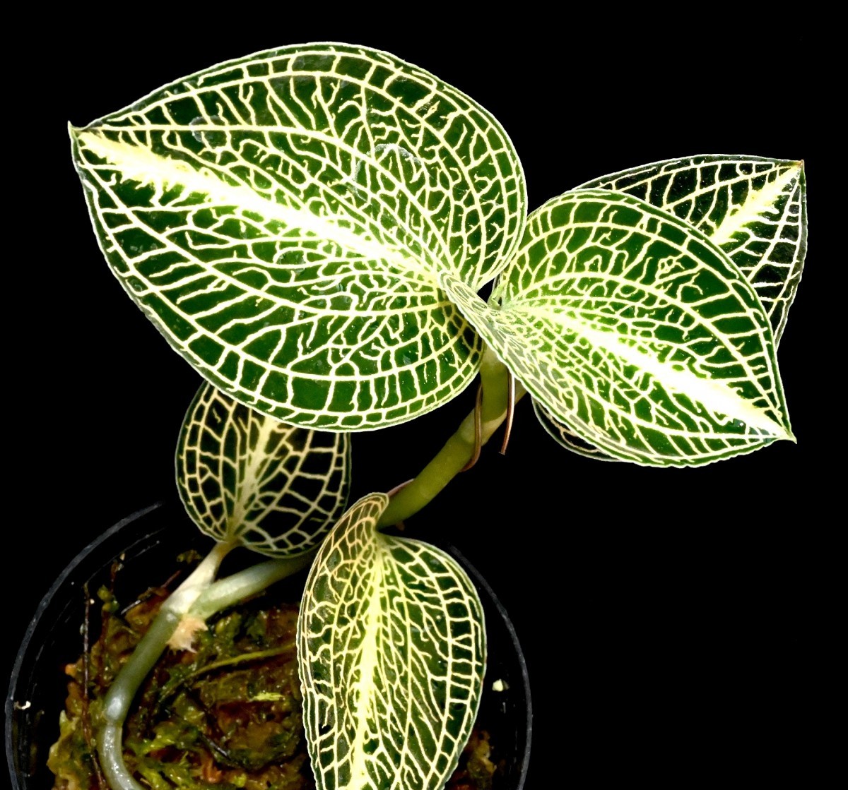 洋蘭 (162) 綺麗です　Anoectochilus 'Emerald Gold' (siamensis x sp. from Vietnam)_今回出品の株です。