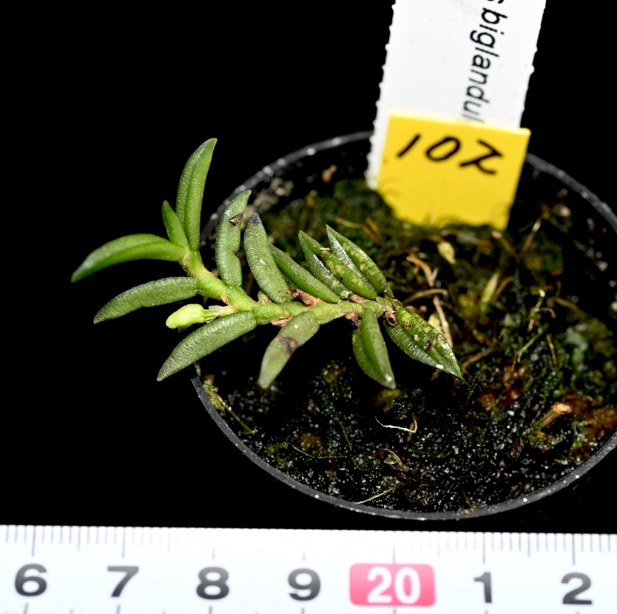 洋蘭原種 (102) 蕾付き　ミニチュアオーキッド Trichoglotiis biglandulosa トリコグロティス　ビグランデュロサ_今回出品の株です。