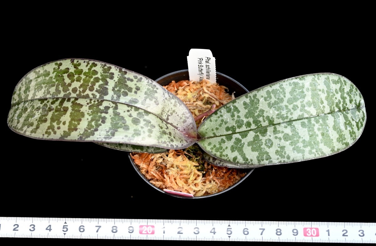 洋蘭原種 (067) 花芽付き、入賞花 葉の綺麗な胡蝶蘭 Phal. schilleriana 'Pink Butterfly' AM/AOS 'ピンク　バタフライ’_画像7