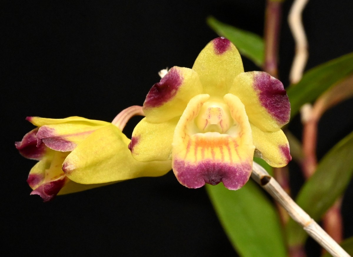 洋蘭原種 (136) Den. sanguinolentum サンギノレンタム_参考開花例です。