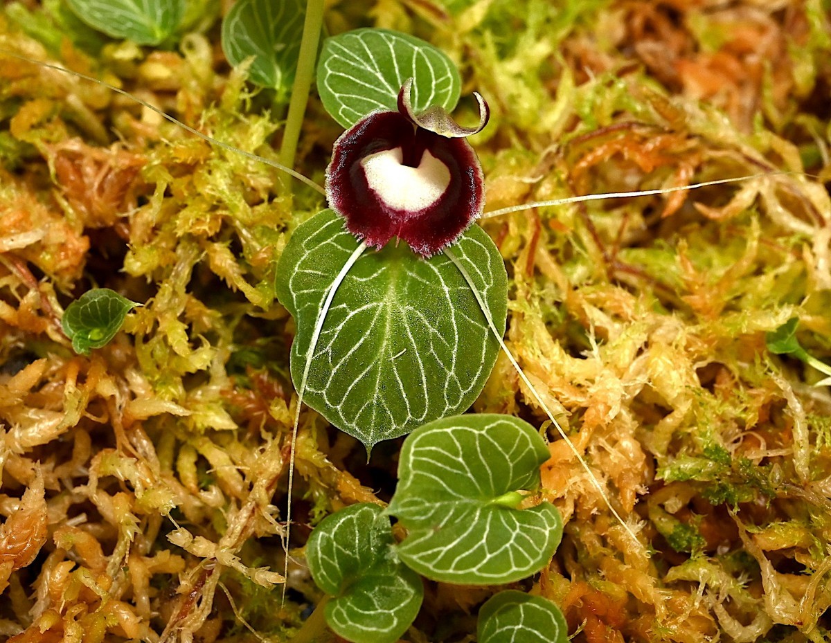 洋蘭原種 (586) 人気のコリバス　Corybas pictus (Java Big Flower) コリバス　ピクタス 大輪系ジャワ原産_参考開花例です。