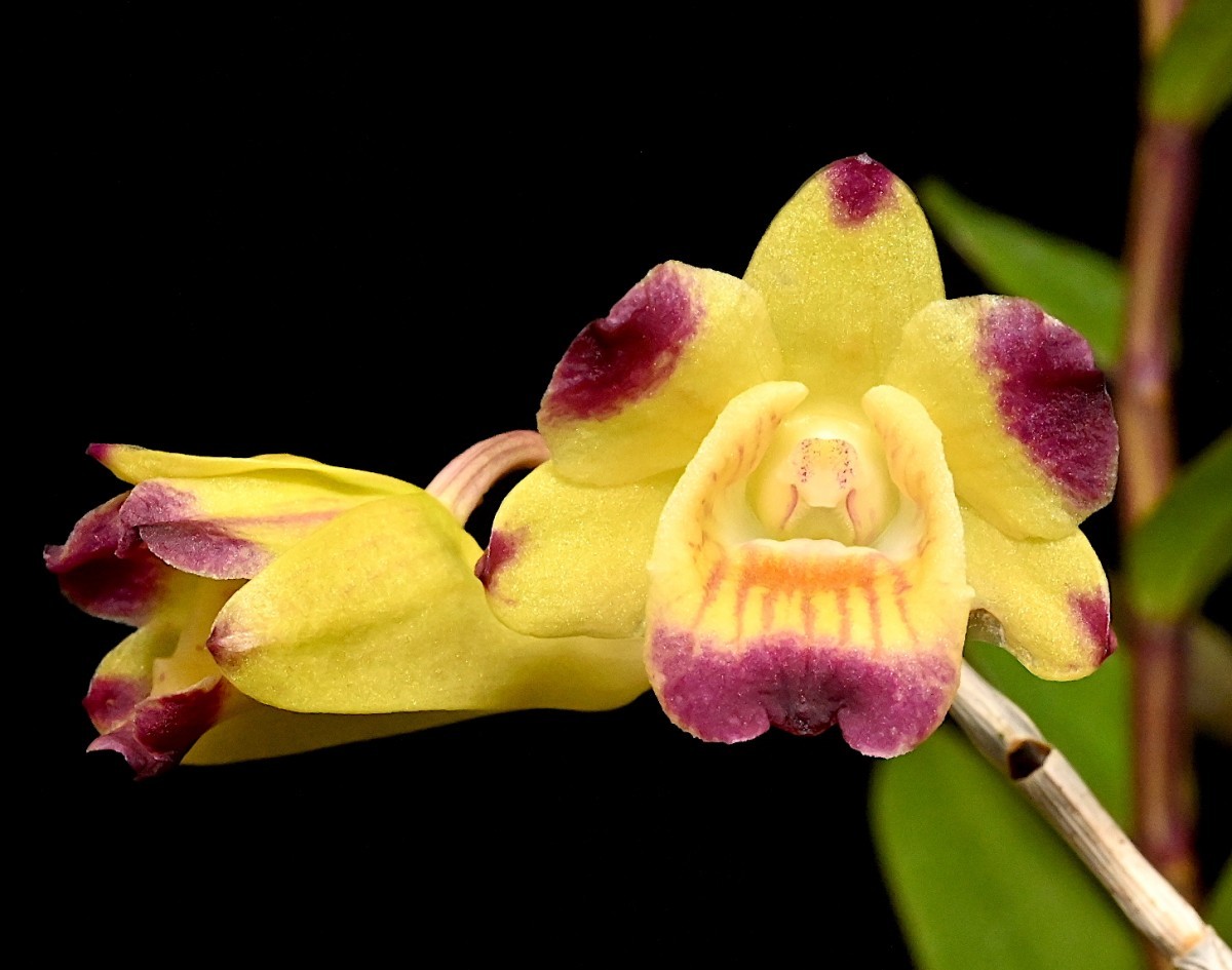 洋蘭原種 (136) Den. sanguinolentum サンギノレンタム_参考開花例です。