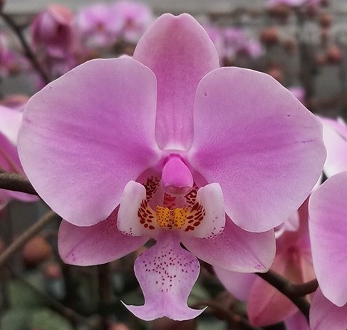 洋蘭原種 (578) 入賞花 葉の綺麗な胡蝶蘭 Phal. schilleriana 'Pink Butterfly' AM/AOS 'ピンク　バタフライ’_参考開花例です。