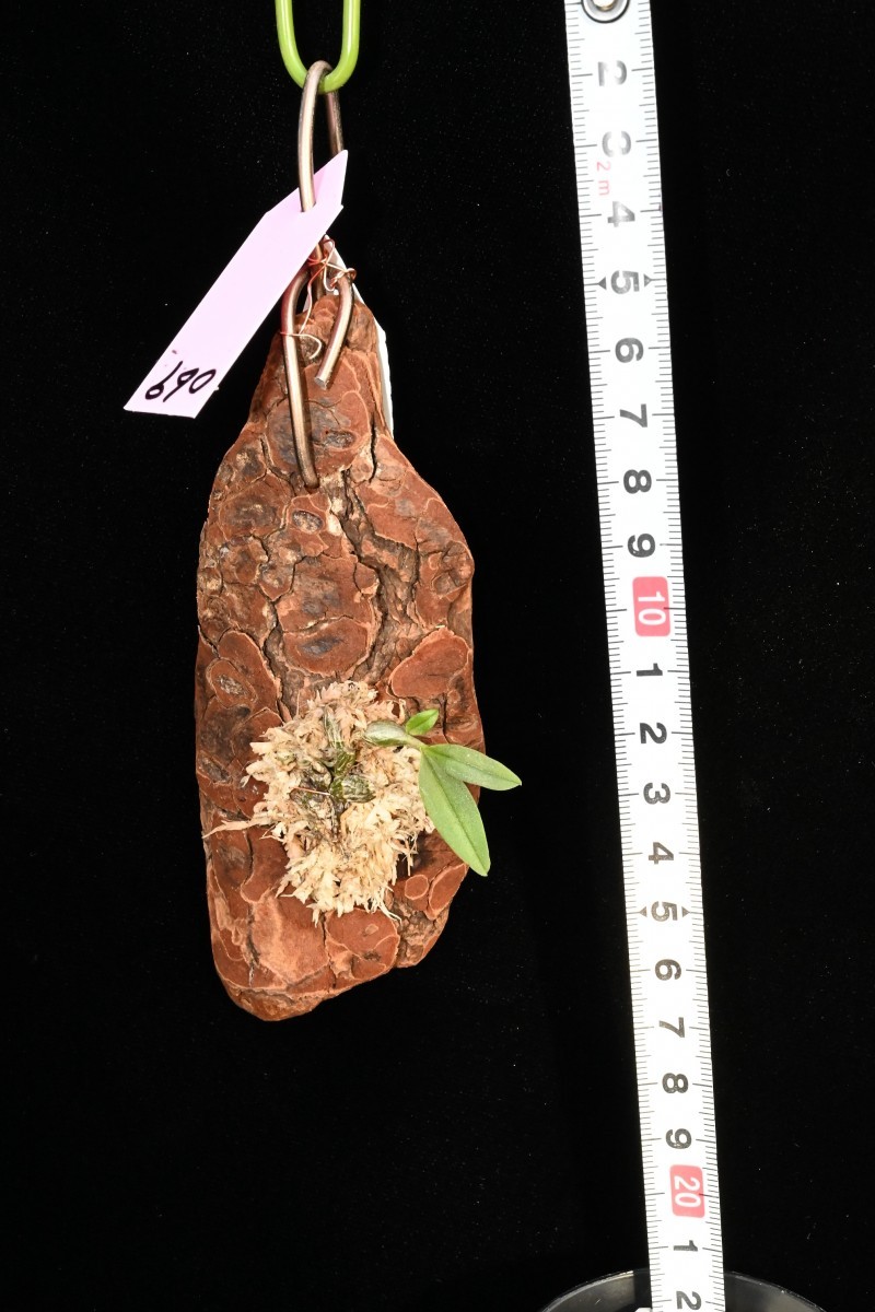 洋蘭原種 (069) 待望の再入荷　希少種　Den. fuscifaucium 2022 デンドロビューム フッシファウシューム_今回出品の株です。