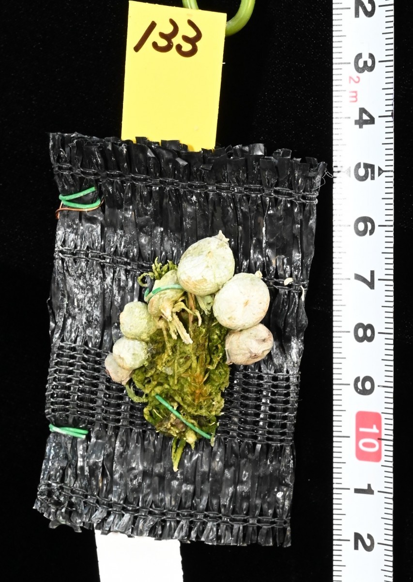 洋蘭原種 (133) 新入荷　白いバルブ　Thelasis perpusilla テラシス　パープシラ_今回出品の株です。