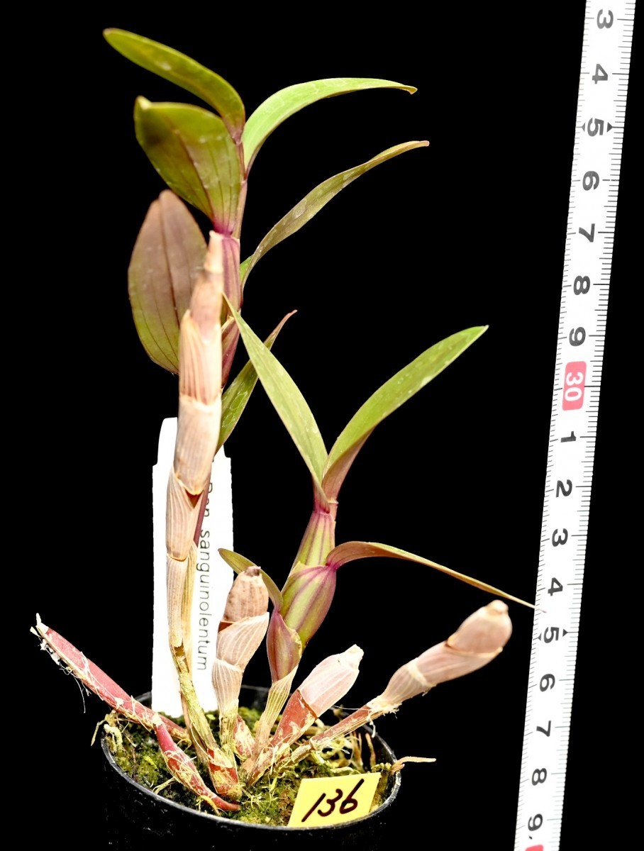 洋蘭原種 (136) Den. sanguinolentum サンギノレンタム_今回出品の株です。