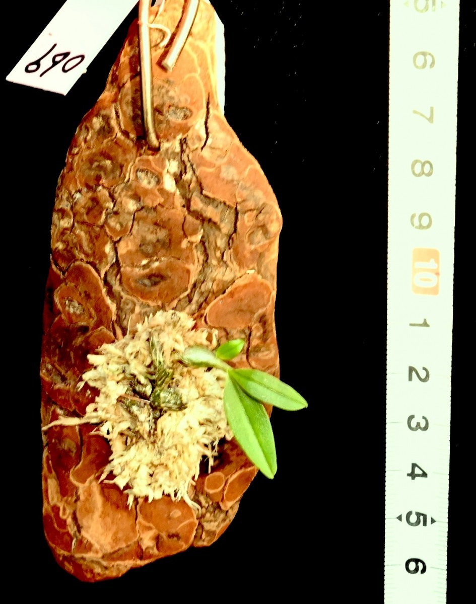 洋蘭原種 (069) 待望の再入荷　希少種　Den. fuscifaucium 2022 デンドロビューム フッシファウシューム_今回出品の株です。