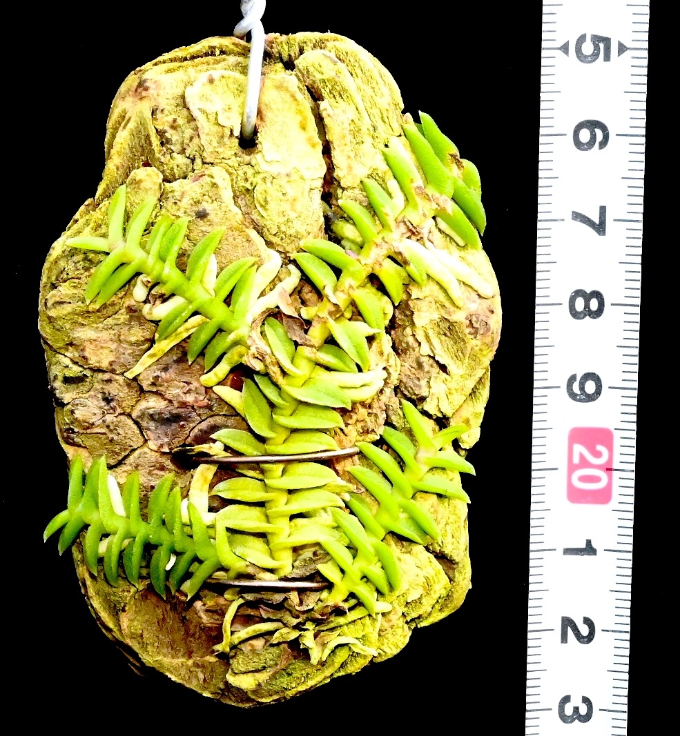 洋蘭原種 (091) 良株　Schoenorchis scolopendria ショエノルキス スコロペンドリア_今回出品の株です。