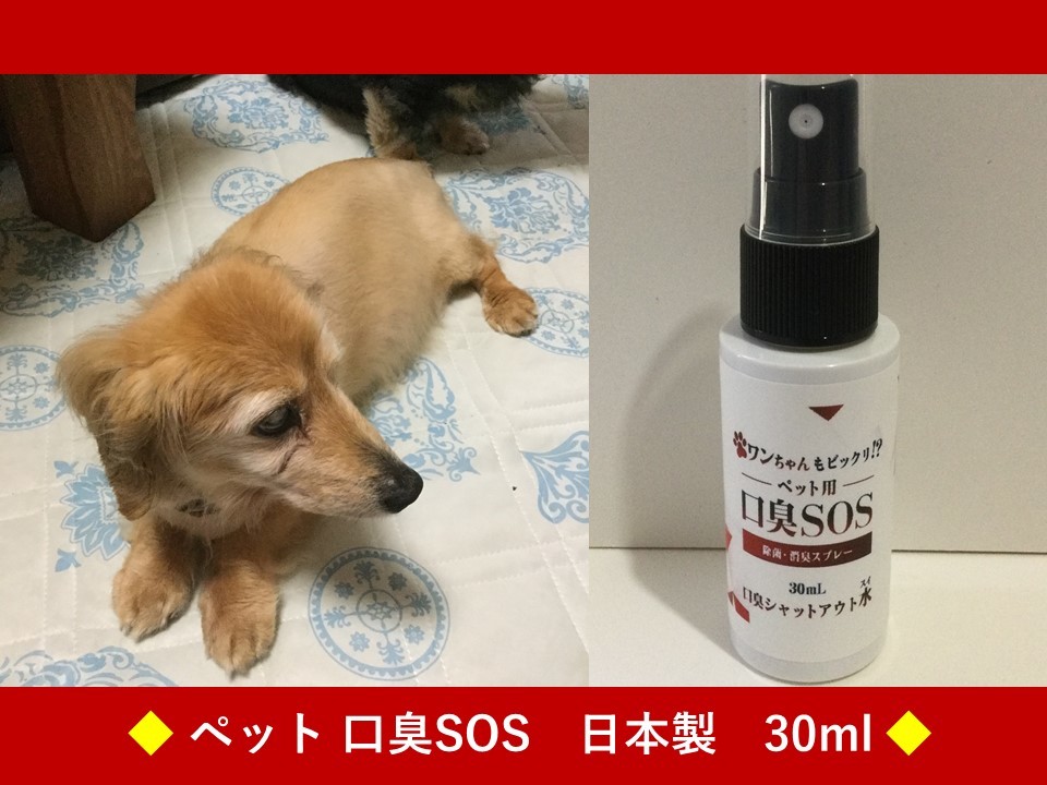 P　ペット用口臭SOS　ペット消臭スプレー　老犬　ペットの口臭予防 ペットの口臭ケア　ペットの口臭対策　口臭を消す　ペットの口臭_画像7